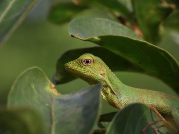 Close-up of lizard on green leaf