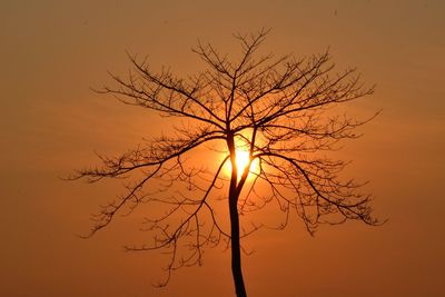 Low angle view of silhouette bare tree against orange sky