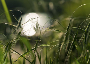 Close-up of crops growing on field