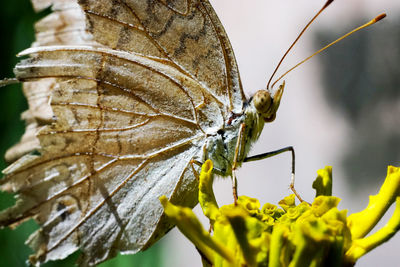 Close-up of butterfly on plant