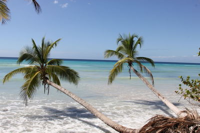 Relaxing palm trees over clear water 