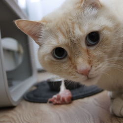 Close-up of cat looking away