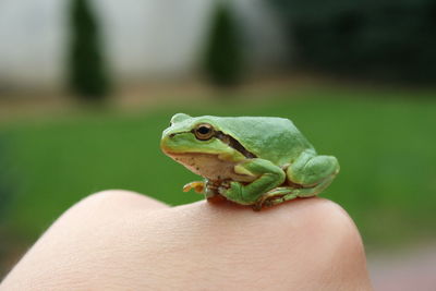 Close-up of green frog on woman hand
