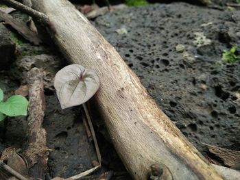 High angle view of mushroom growing on field