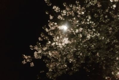 Low angle view of trees against sky at night