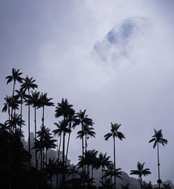 Low angle view of palm trees against sky