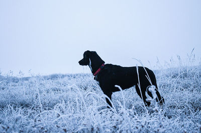 Dog standing on snow covered land