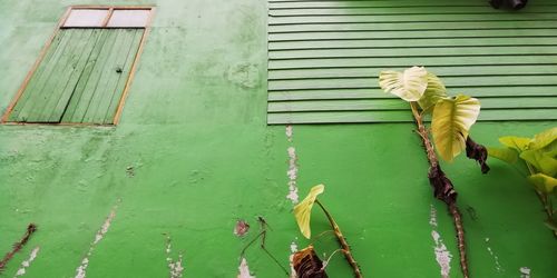 Scenic view of green wall