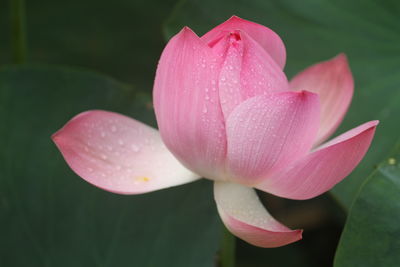 Close-up of pink lotus