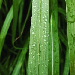 Close-up of water drops on leaf