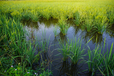 Scenic view of agricultural field