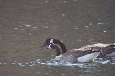 Close-up of swan swimming in lake