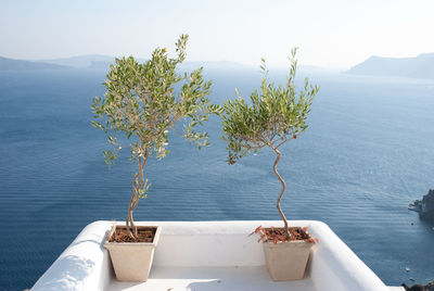 Potted  olive trees by sea against sky