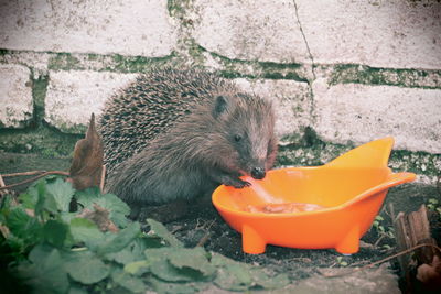 Eating food hedgehog