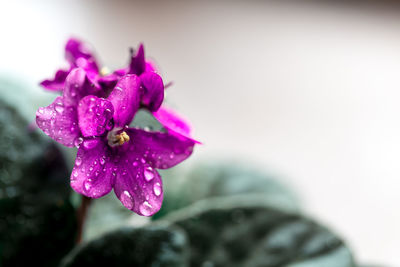 Close-up of wet pink flower