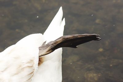 Close-up of a swan in water