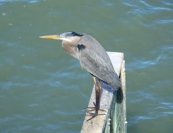 Bird perching on wooden post in lake