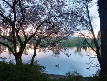 Scenic view of lake by trees against sky