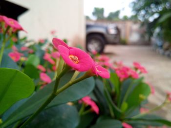 Close-up of pink flower
