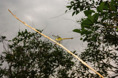 Close-up of dragonfly on branch