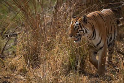 Tiger walking on land