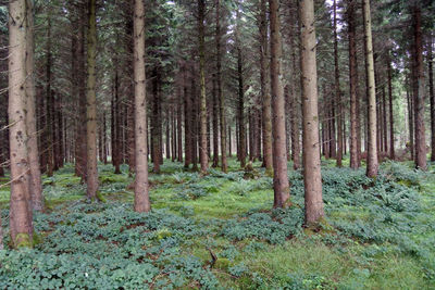 Pine trees in forest