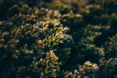 Close-up of plants against blurred background