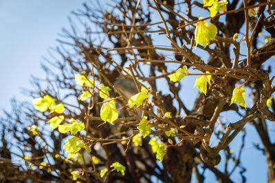 yellow
