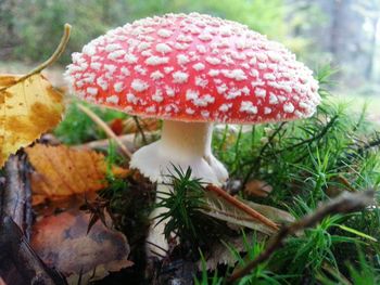 Close-up of mushroom on ground