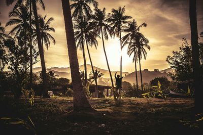 Trees on landscape at sunset