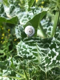 Close-up of snail on plant