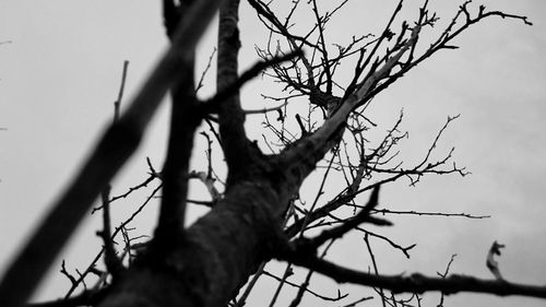 Low angle view of bare trees against sky