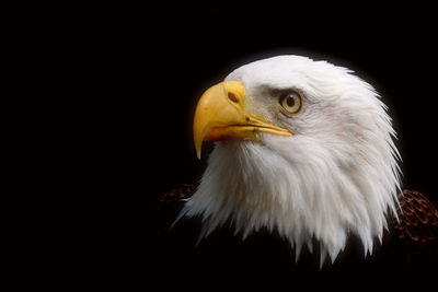 Close-up of bald eagle against black background