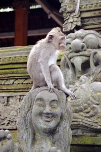 View of monkey statue