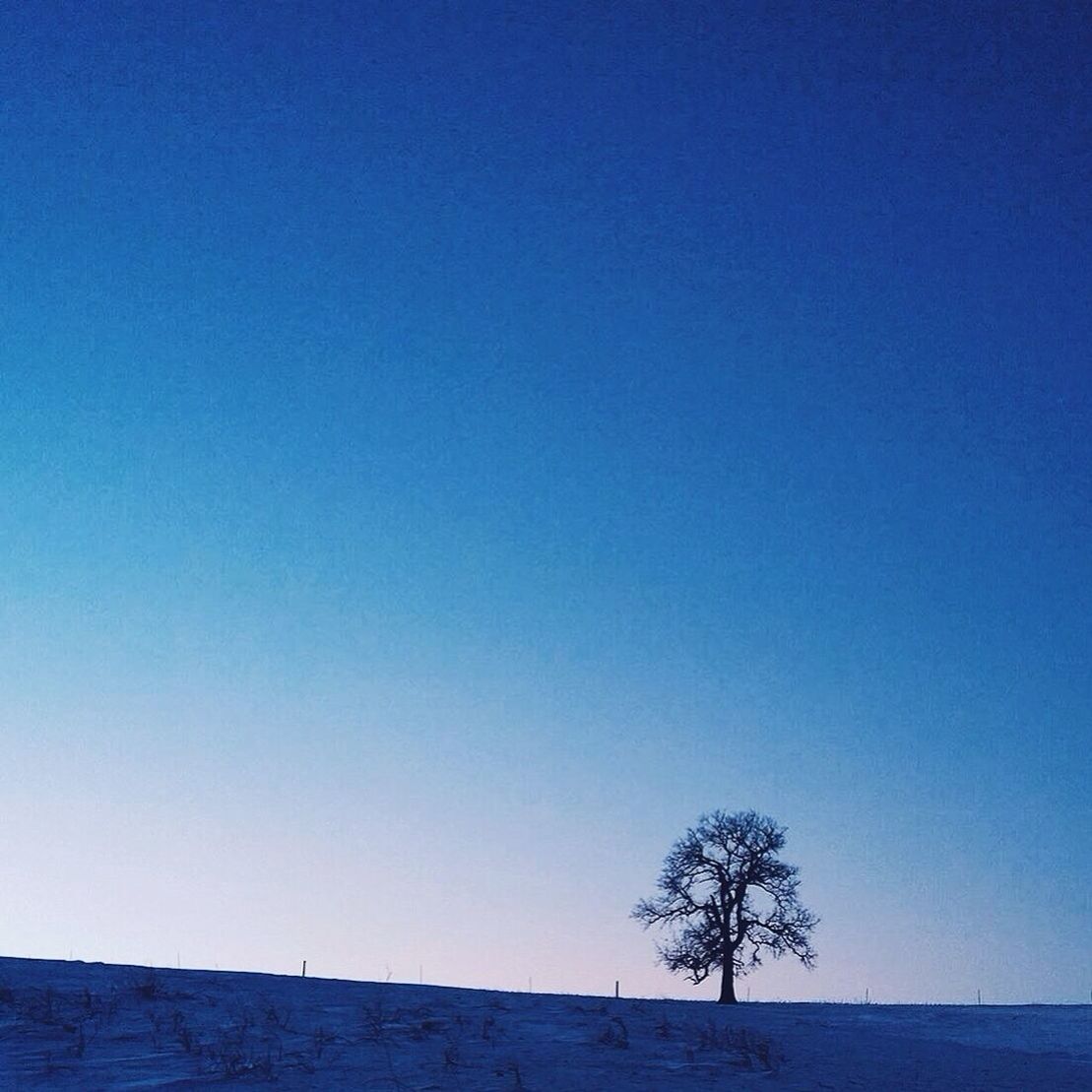 clear sky, blue, copy space, tree, bare tree, low angle view, tranquility, tranquil scene, nature, beauty in nature, built structure, scenics, landscape, branch, outdoors, no people, architecture, day, building exterior, sunlight