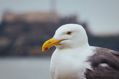 Close-up of white bird