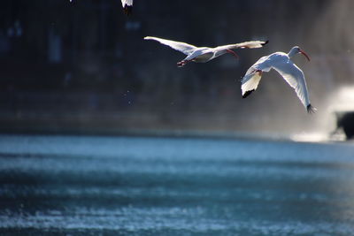 White ibis bird flying over sea