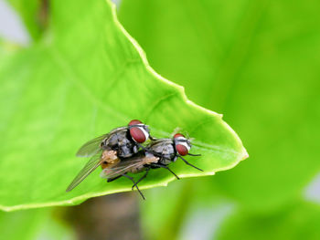 Close-up of fly on leaf