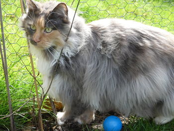 Full length of cat on field