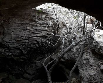 Close-up of tree roots