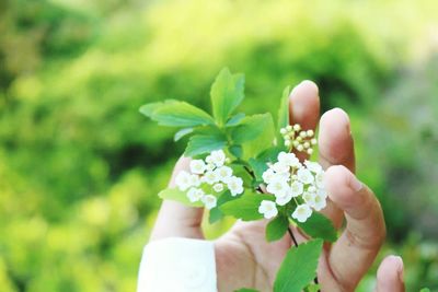 Close-up of hand holding flowers