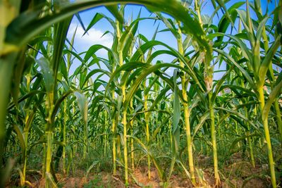 Close-up of crops growing on field