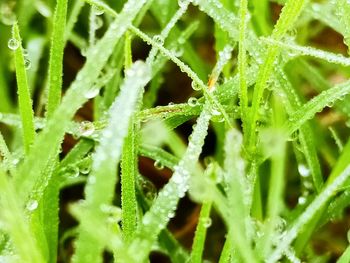 Full frame shot of wet leaves