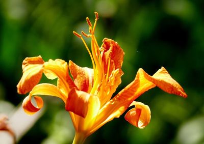 Close-up of orange day lily