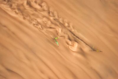 High angle view of lizard on sand
