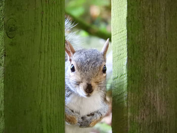 Close-up portrait of a squirrel on tree trunk