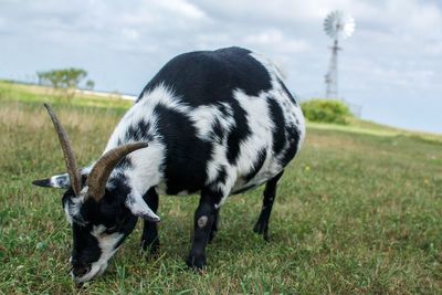 Animal grazing on grassy field