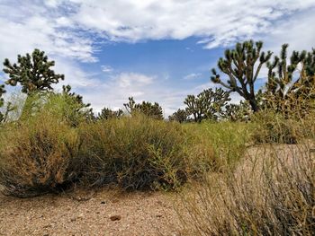 Plants growing on field against sky
