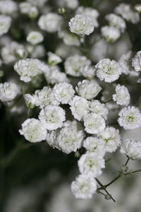 Close-up of white flowering plant