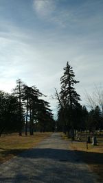 Road passing through bare trees